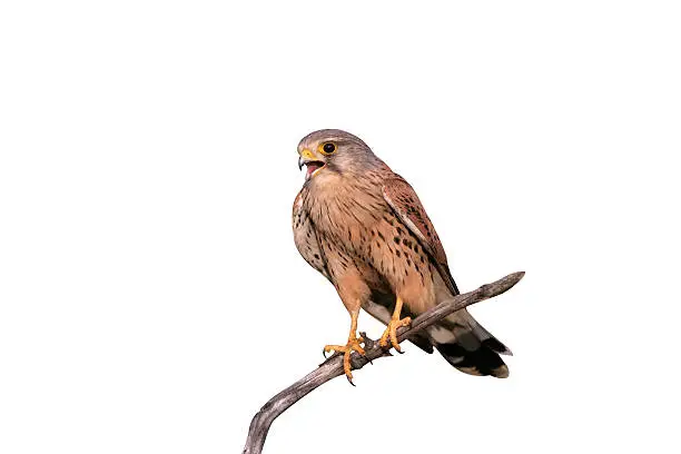 Kestrel, Falco tinnunculus, single male on branch, Hungary