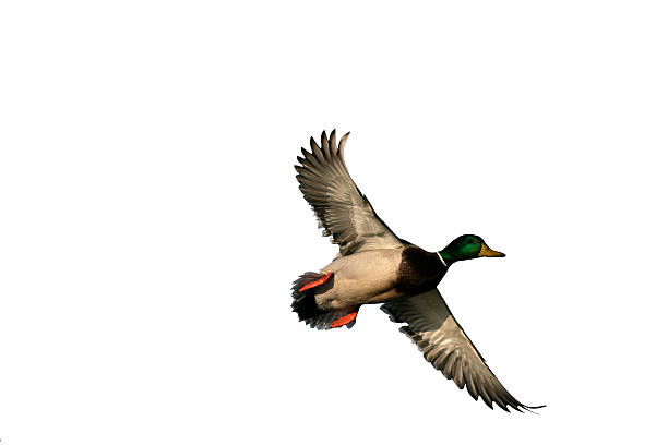 istock Mallard, Anas platyrhynchos 619255278