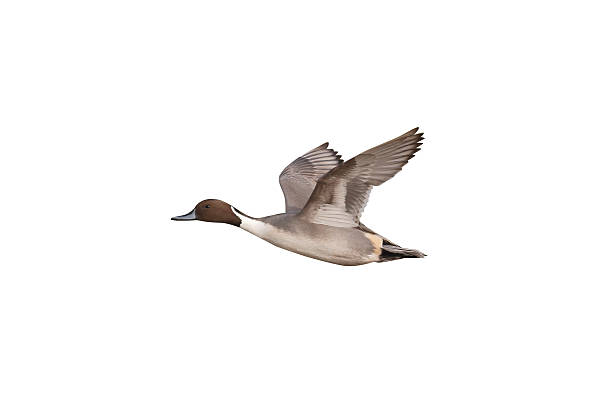 istock Northern pintail, Anas acuta 619255420