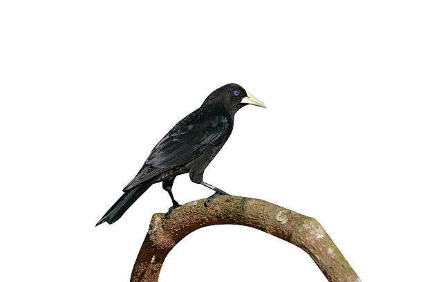istock Red-rumped cacique, Cacicus haemorrhous 619255794