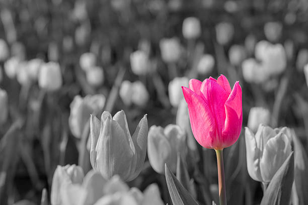Beautiful tulips in flower garden on black and white in different color concept.