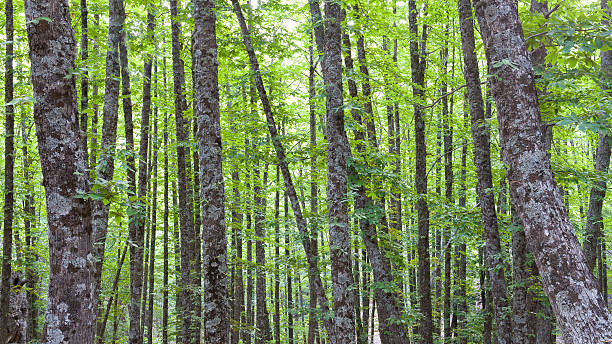 chestnut forest with several sheets from different points of vie woods full of chestnut trees in summer termite mound stock pictures, royalty-free photos & images