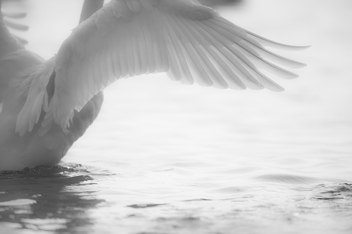 Beautiful Wings of the Swan