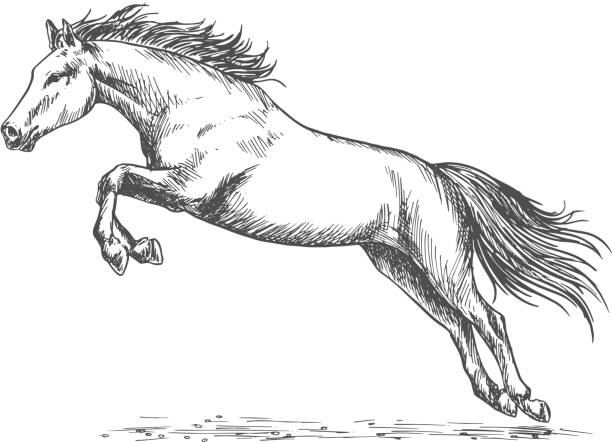Desenho De Lápis De Cabeça De Cavalo Foto Royalty Free, Gravuras, Imagens e  Banco de fotografias. Image 82668460