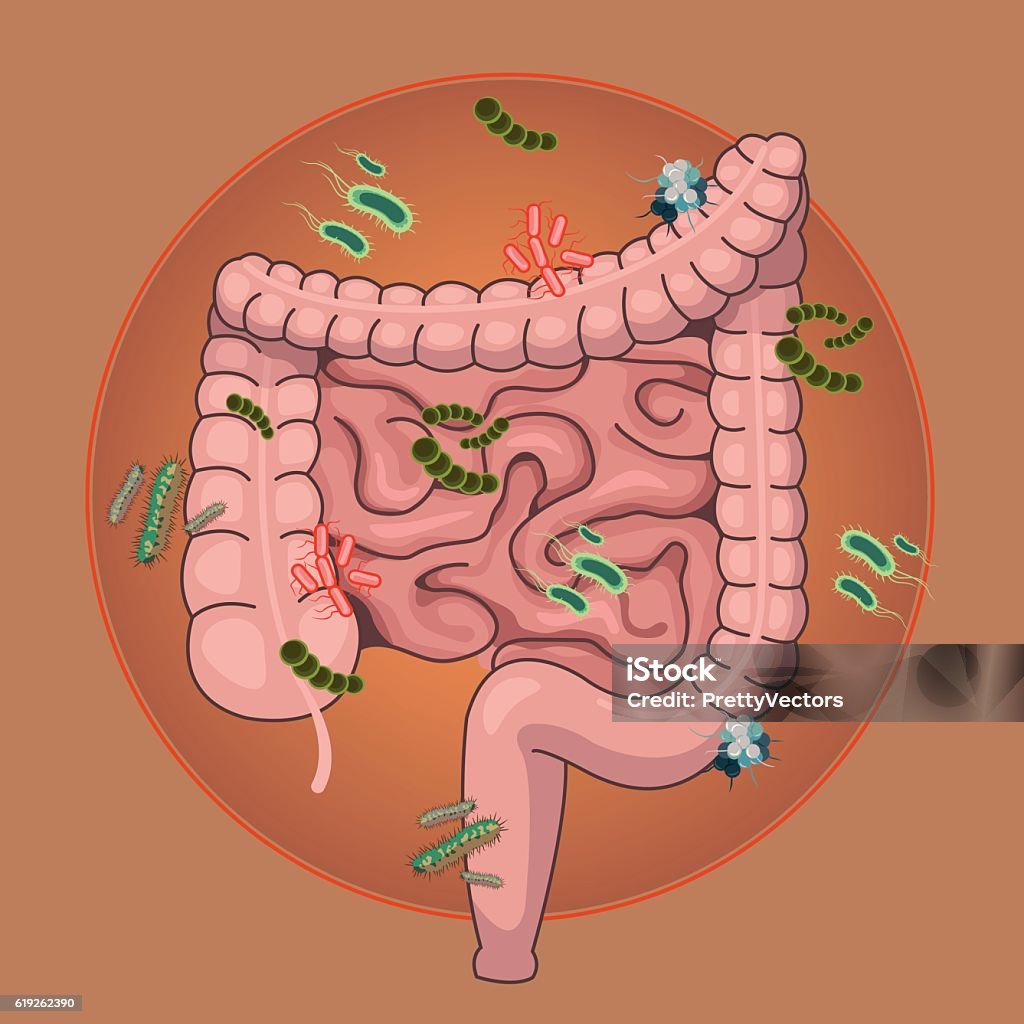 Vector intestines with germs and bacteria. Vector flat cartoon illustration Anatomy stock vector