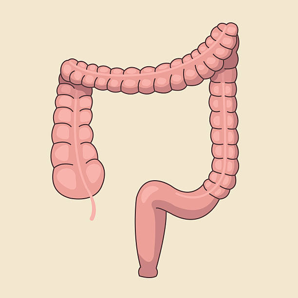 ilustrações, clipart, desenhos animados e ícones de intestino grosso. ilustração de desenho animado plano vetor - men muscular build abdominal muscle large