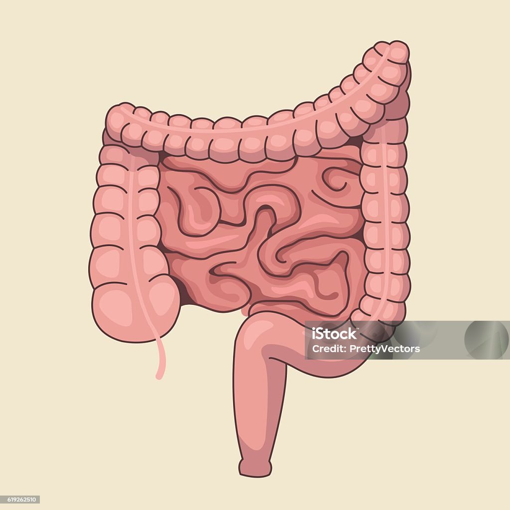 Vector intestines. Vector flat cartoon illustration Colon stock vector