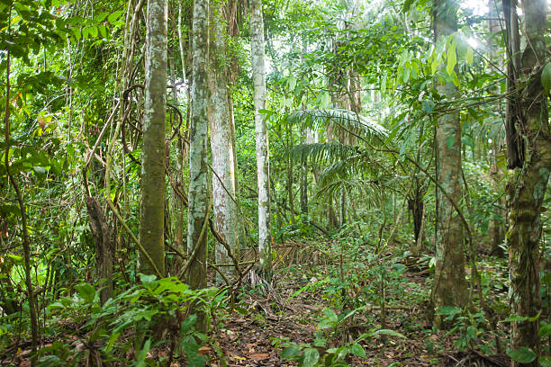 istock Rainforest, Madidi National Park in Bolivian Amazon 619262966