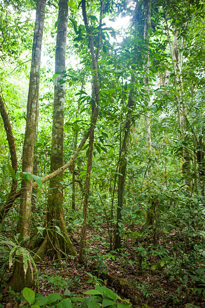 istock Rainforest, Madidi National Park in Bolivian Amazon 619263798