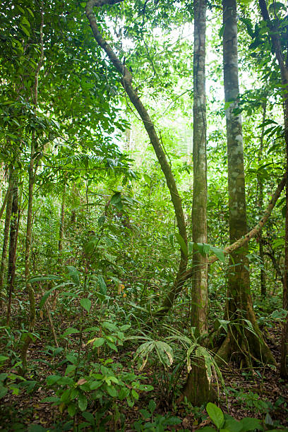 istock Rainforest, Madidi National Park in Bolivian Amazon 619263886