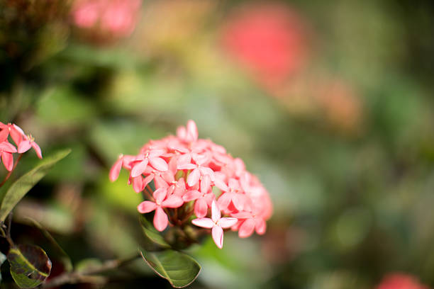 istock Abstract Pink Blossom - Soft focus, Background 619263958