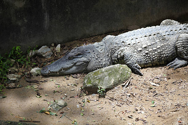 istock Crocodile resting in the sun, Thailand 619264240