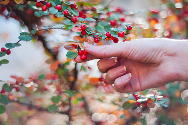 istock Hand holding bright red pyracantha berries on tree 619264360