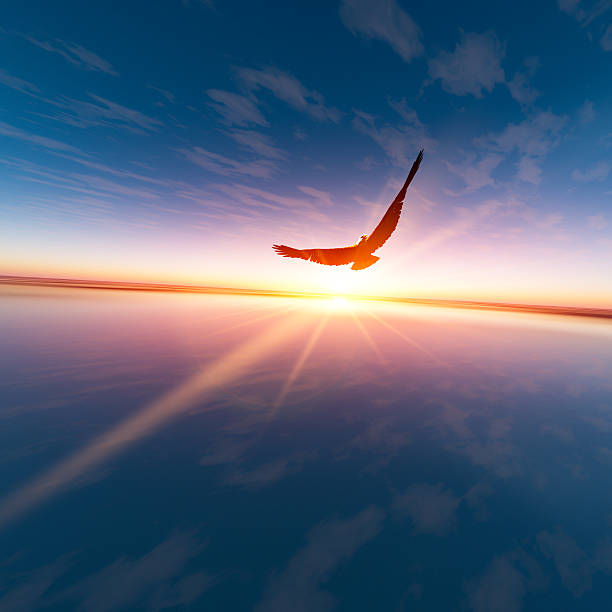 eagle against horizon sun - vliegen stockfoto's en -beelden