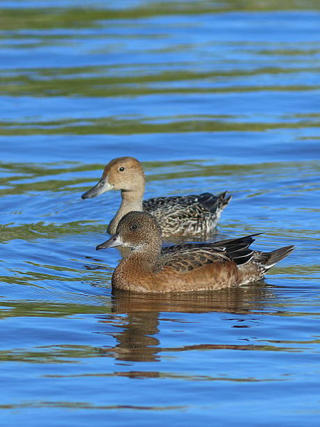istock Ducks wigeon and pintail swim together 619265626