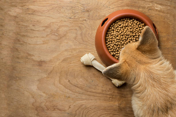 สุนัขคอร์กี้นอกเหนือจากชามอาหารคิบเฟิล - dog food ภาพสต็อก ภาพถ่ายและรูปภาพปลอดค่าลิขสิทธิ์