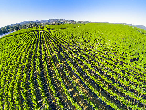 istock Aerial view of vineyard 619266072