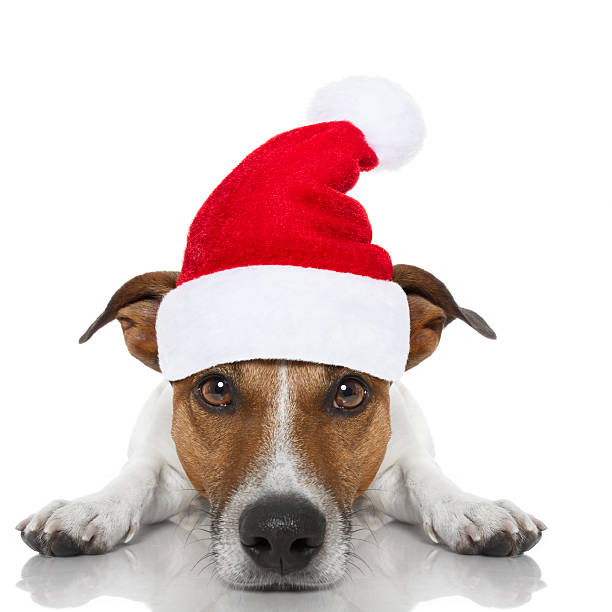 istock christmas santa dog 619266806