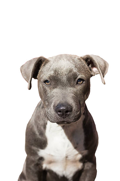 istock cute pit bull terrier puppy sitting on a white background. 619267502
