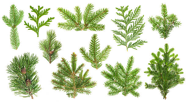 樹木の枝を設定します。スプルース、松、トゥジャ、モミの小枝 - fir tree coniferous tree needle tree ストックフォトと画像