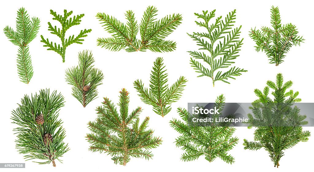 Set coniferous tree branches. Spruce, pine, thuja, fir twigs Set of evergreen coniferous tree branches. Spruce, pine, thuja, fir twigs  isolated on white background Branch - Plant Part Stock Photo