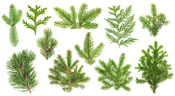 Set coniferous tree branches. Spruce, pine, thuja, fir twigs Set of evergreen coniferous tree branches. Spruce, pine, thuja, fir twigs  isolated on white background cone shape photos stock pictures, royalty-free photos & images