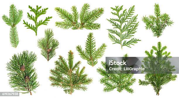 Set Coniferous Tree Branches Spruce Pine Thuja Fir Twigs Stock Photo - Download Image Now