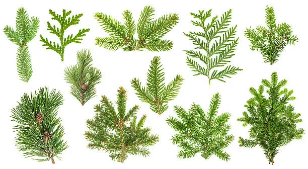 Set of evergreen coniferous tree branches. Spruce, pine, thuja, fir twigs  isolated on white background
