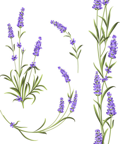 illustrazioni stock, clip art, cartoni animati e icone di tendenza di gruppo di lavanda. - flower nobody europe lavender coloured