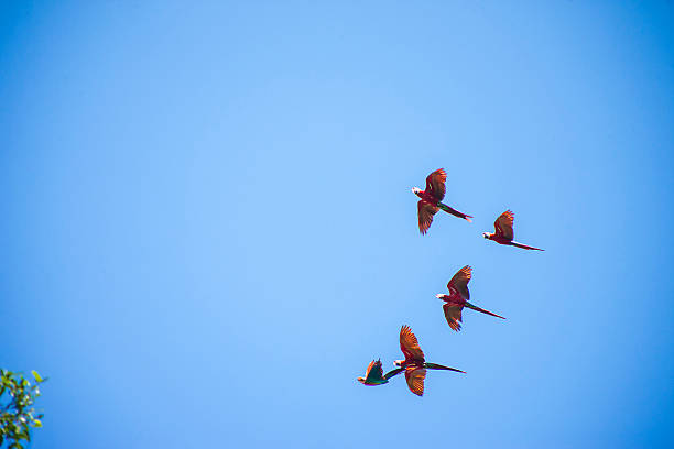 istock macaws flying in the Bolivian Amazon 619268434
