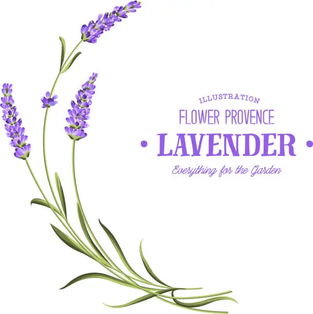 Vector illustration of Bunch of lavender.