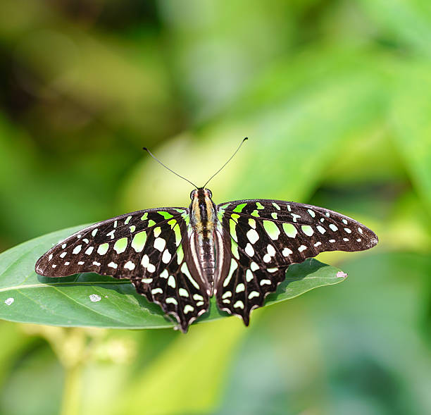 istock Tailed Jay Butterfly in a garden 619268844