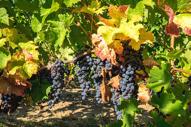 Vineyard grapes hanging in late harvesting season in middle autu stock photo
