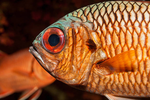 istock Shadowfin soldierfish Myripristis adusta, Small Cave, Outer Reef, Praslin, Seychelles. 619272170
