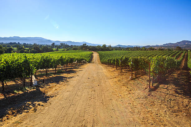 istock Grape plantation of Napa valley 619272748