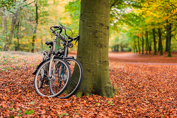 Bicycles against tree in autumn forest scenery. Captured in Heiloo, North Holland, Netherlands.