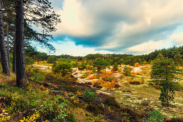 reserva de dunas en otoño en schoorl países bajos - schoorl fotografías e imágenes de stock