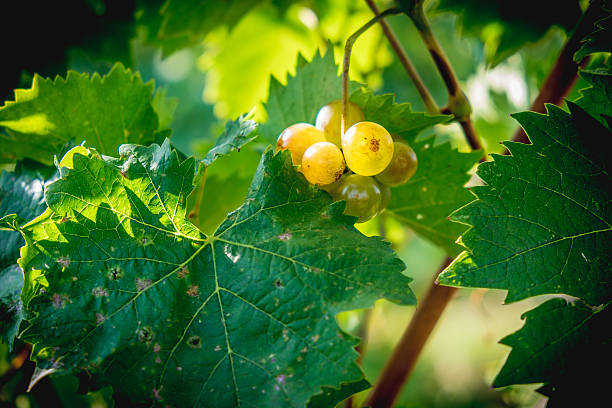 Vineyard white grapes hanging in late harvesting season stock photo