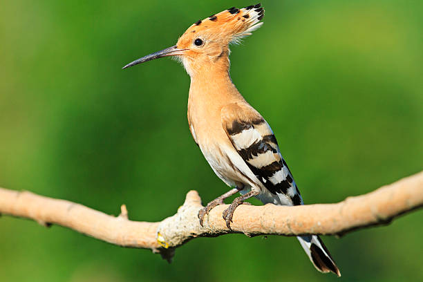 istock hoopoe sitting on a branch   green background 619274050