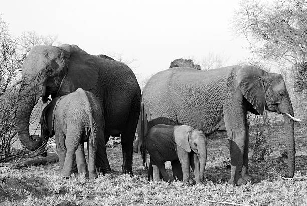 istock Elephant Family - Black and white 619274396