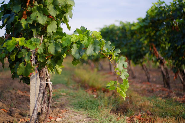 istock Vineyard rows with grapes. Grapes harvesting season in the Repub 619275254