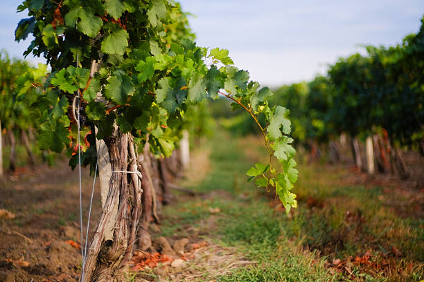 istock Vineyard rows with grapes. Grapes harvesting season in the Repub 619275308