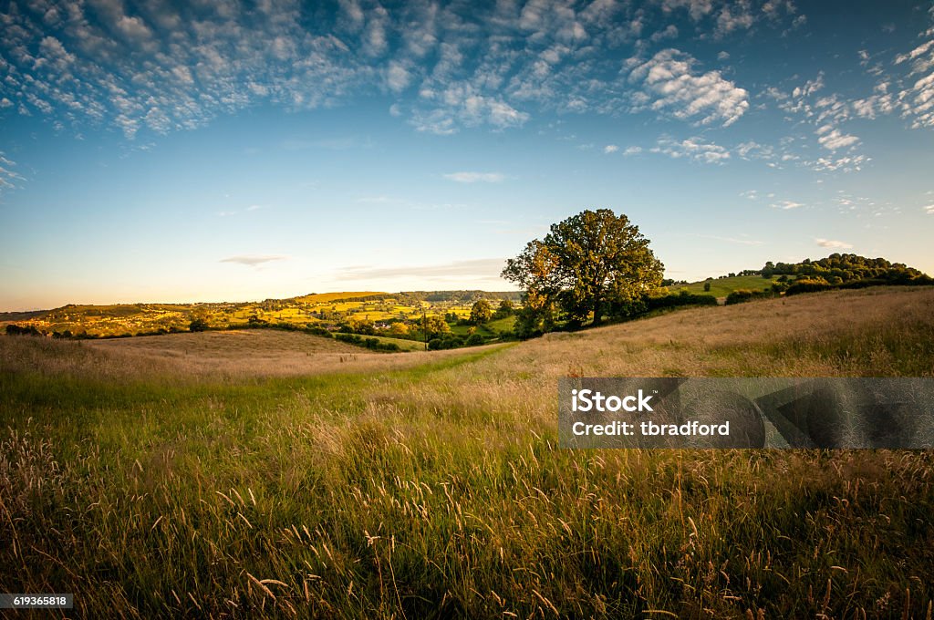 Beautiful Rolling Landscape On A Summers Evening In The Cotswolds An Oak Tree In A Beautiful Rolling Landscape In The Cotswolds, England Cotswolds Stock Photo