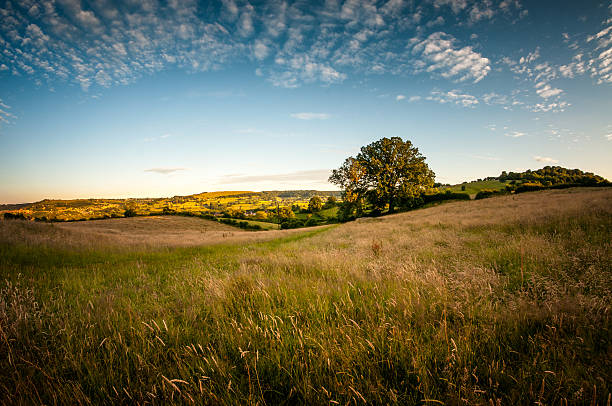 Beautiful Rolling Landscape On A Summers Evening In The Cotswolds An Oak Tree In A Beautiful Rolling Landscape In The Cotswolds, England dairy farm photos stock pictures, royalty-free photos & images