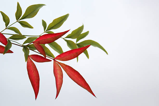 istock Clear skies and leaves 619366692