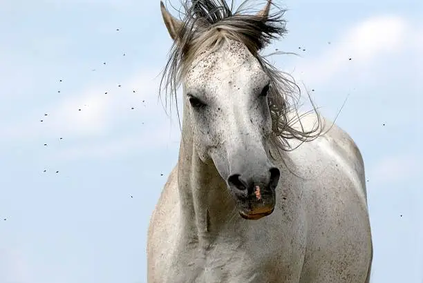 A horse is buzzed by many flies