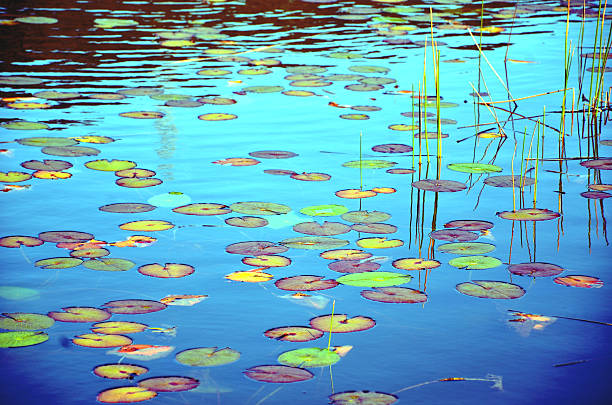 Reeds, reflections and colorful Waterlily pads in a blue pond
