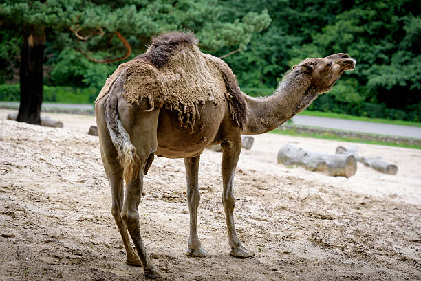 istock Arabian Camel cries out loudly 619368234