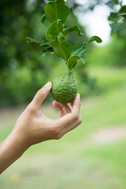 frau hand hält bergamotte auf baum - lemon lime lyme regis vegetable stock-fotos und bilder