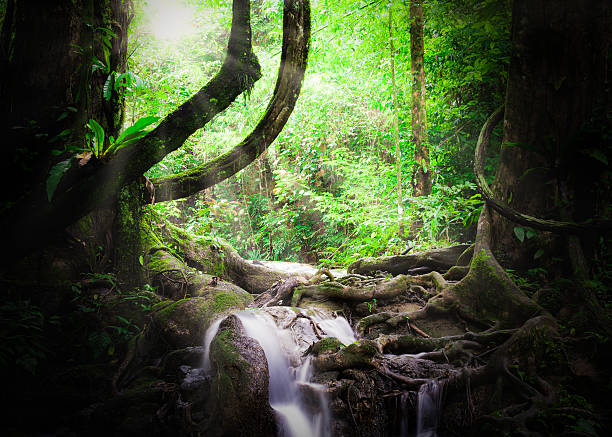 istock Tropical jungle in Thailand 619368652
